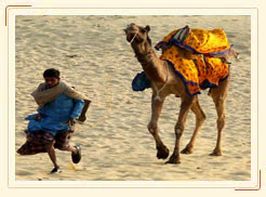 Camel safari in rajasthan